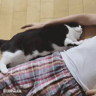 公猫贵还是母猫贵(养公猫和养母猫的六个不同点的建议)-图片3